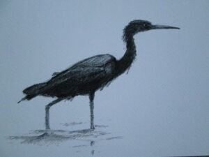 Wading Heron